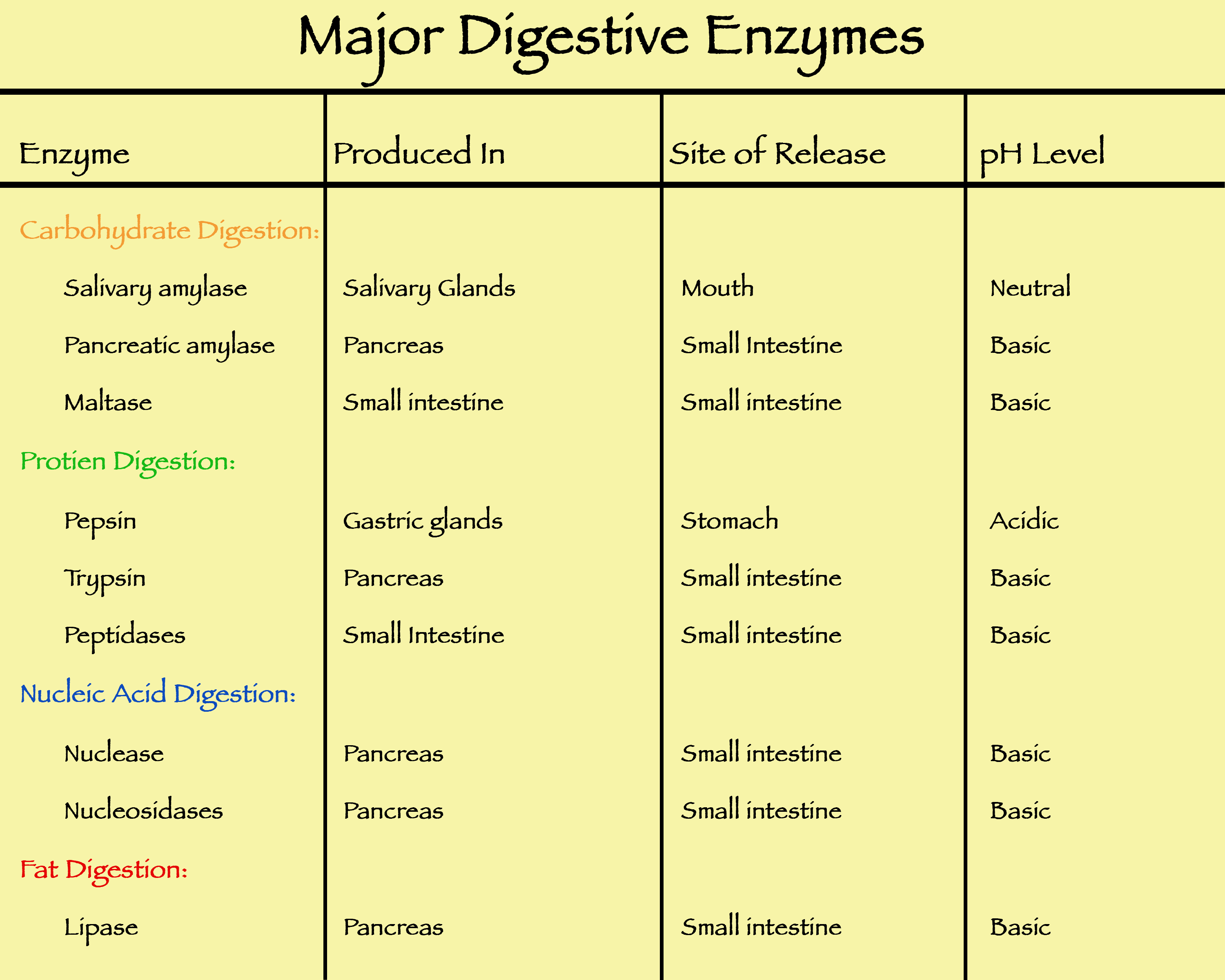 How To Get Enzymes